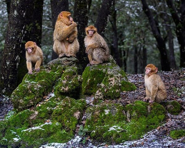 Nomadic Sahara tour crossing desert ergs with camel caravans